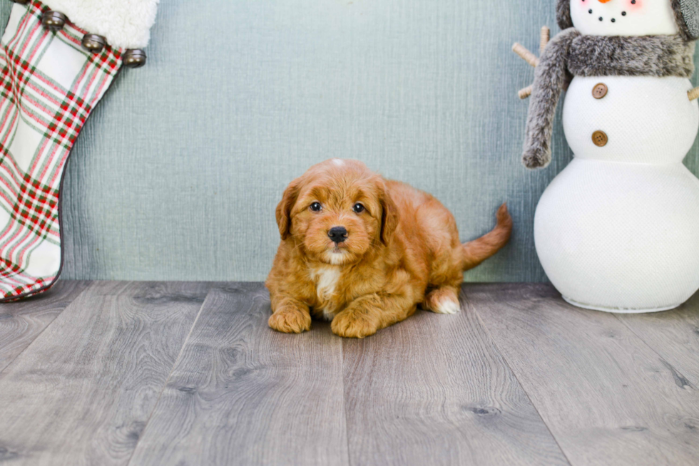 Mini Goldendoodle Puppy for Adoption