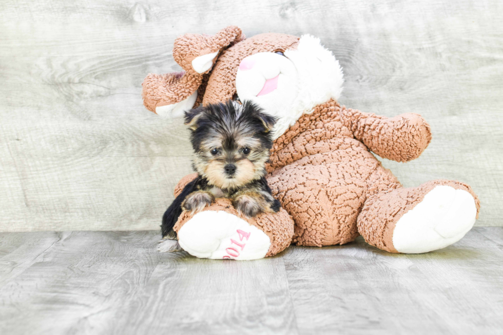 Friendly Morkie Baby