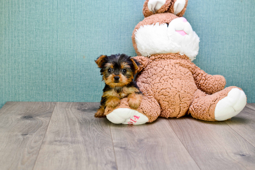 Meet Nugget - our Yorkshire Terrier Puppy Photo 