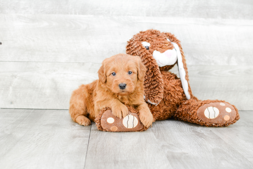 Energetic Golden Retriever Poodle Mix Puppy