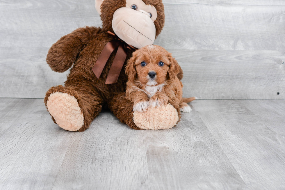 Energetic Cavoodle Poodle Mix Puppy