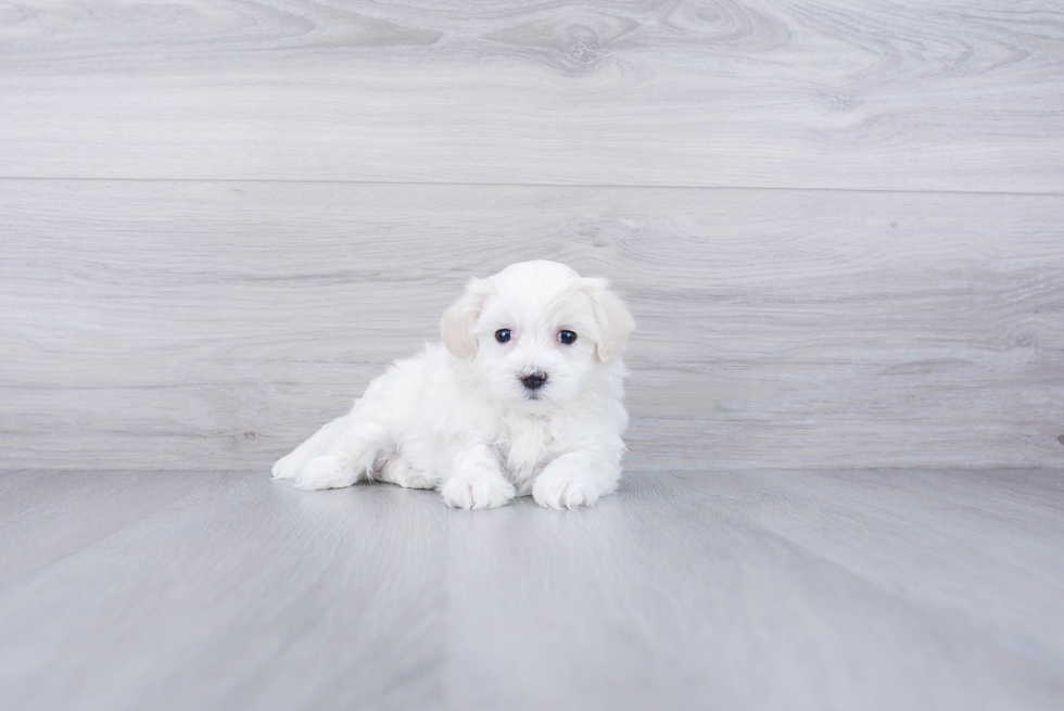 Best Maltipoo Baby