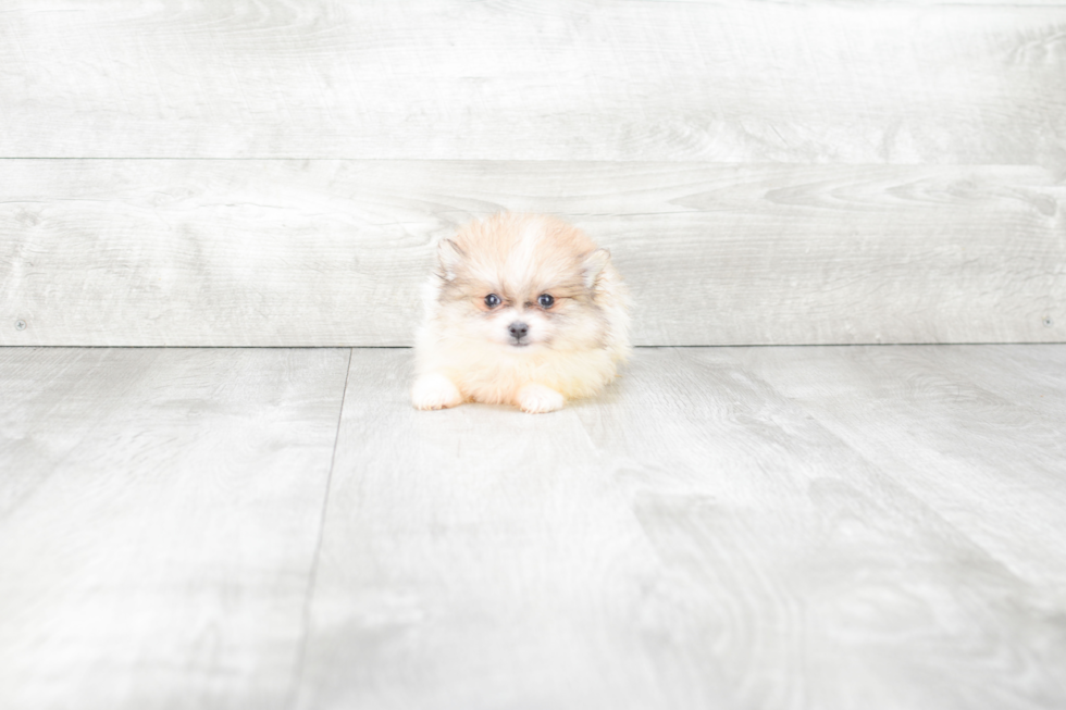 Happy Pomeranian Purebred Puppy