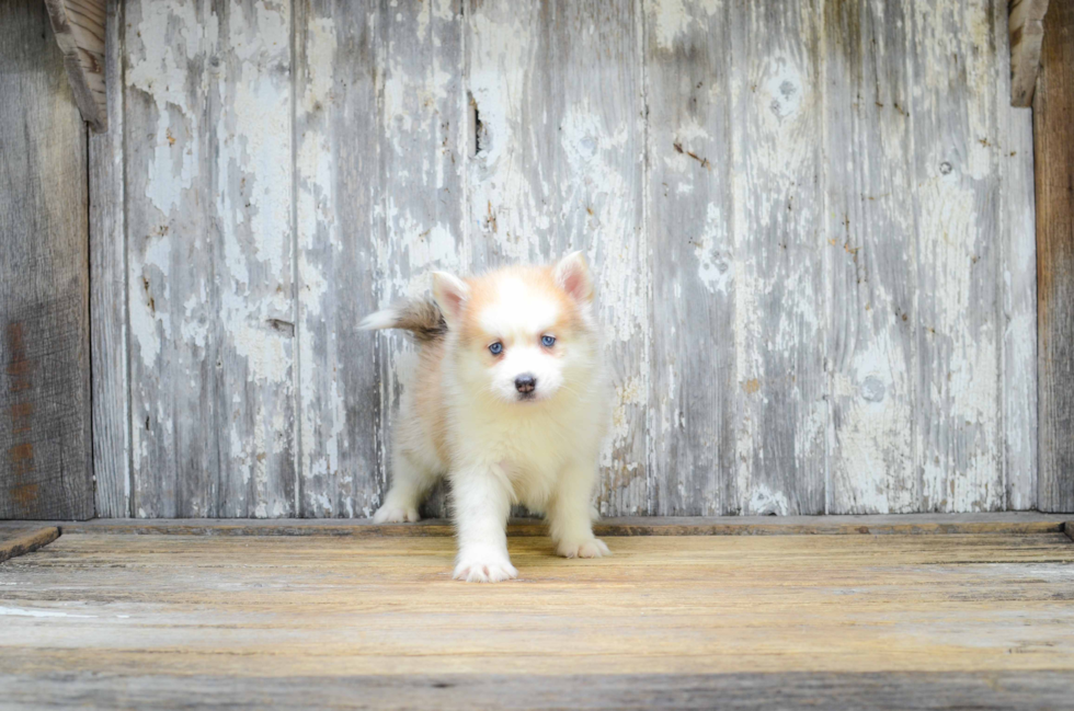 Smart Pomsky Designer Pup