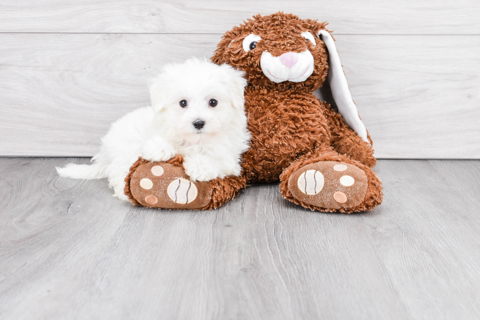 Maltese Pup Being Cute