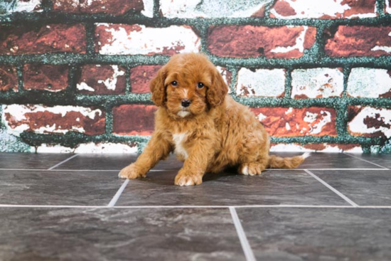 Cavapoo Pup Being Cute