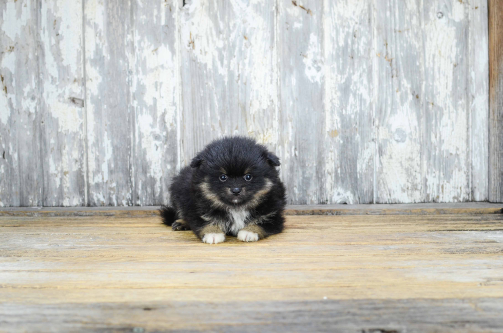 Friendly Pomeranian Baby