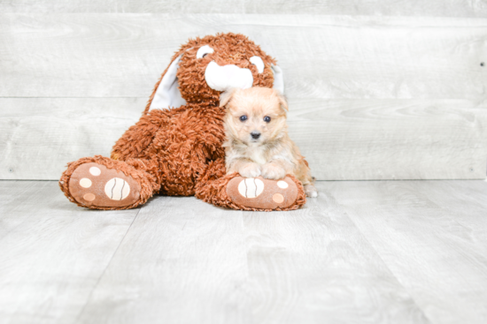 Morkie Pup Being Cute