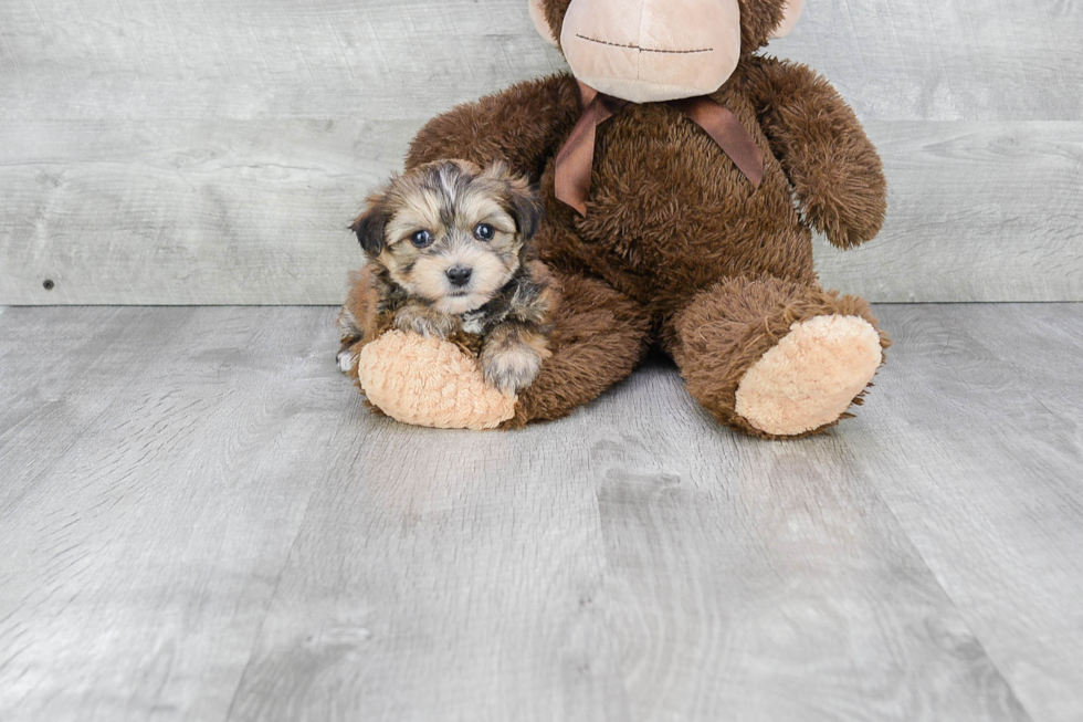 Best Morkie Baby