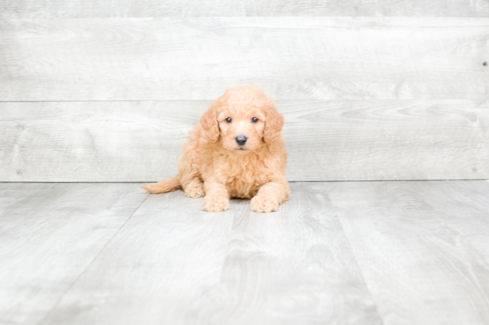 Mini Goldendoodle Pup Being Cute