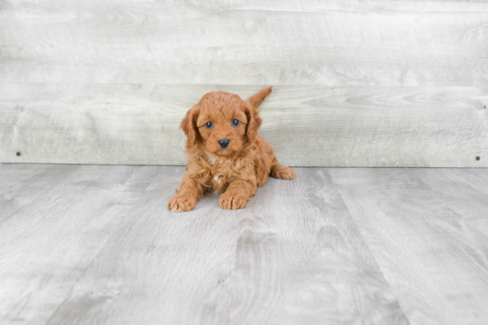 Best Cavapoo Baby