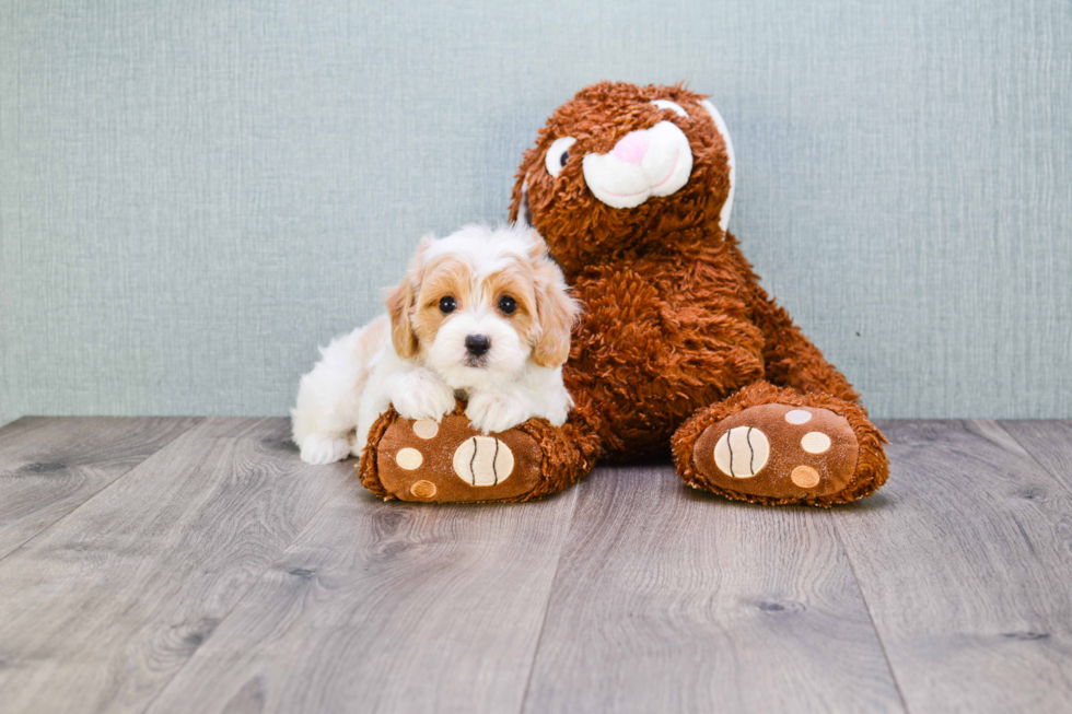 Fluffy Cavapoo Poodle Mix Pup