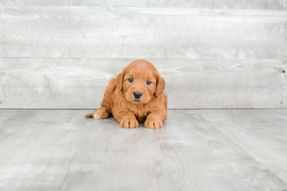 Mini Goldendoodle Puppy for Adoption