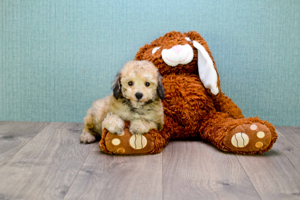 Happy Maltipoo Baby