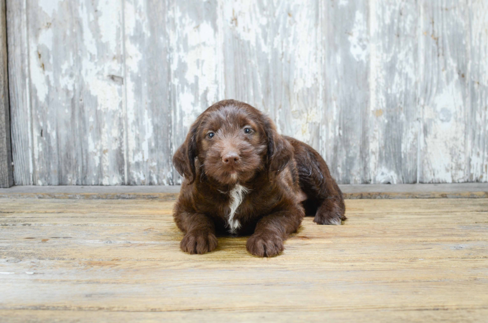 Funny Mini Labradoodle Poodle Mix Pup