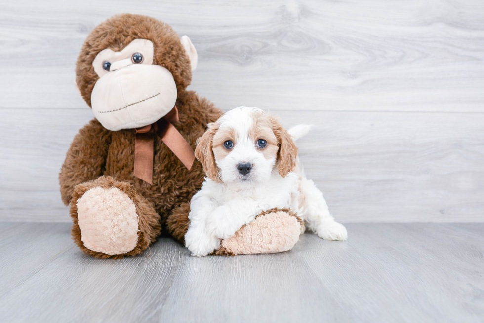 Popular Cavachon Designer Pup