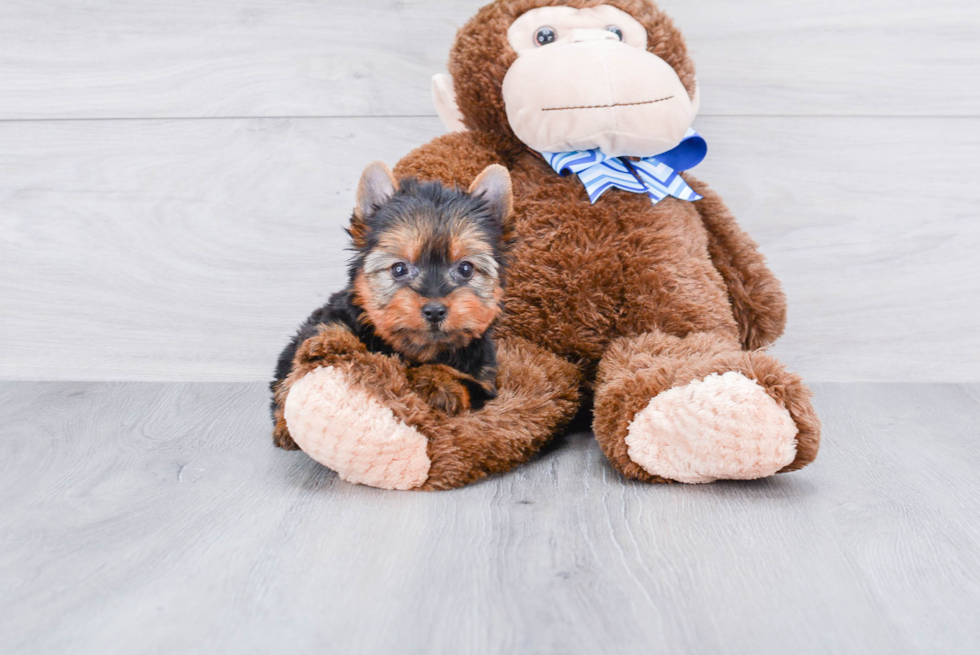 Meet Ronaldo - our Yorkshire Terrier Puppy Photo 