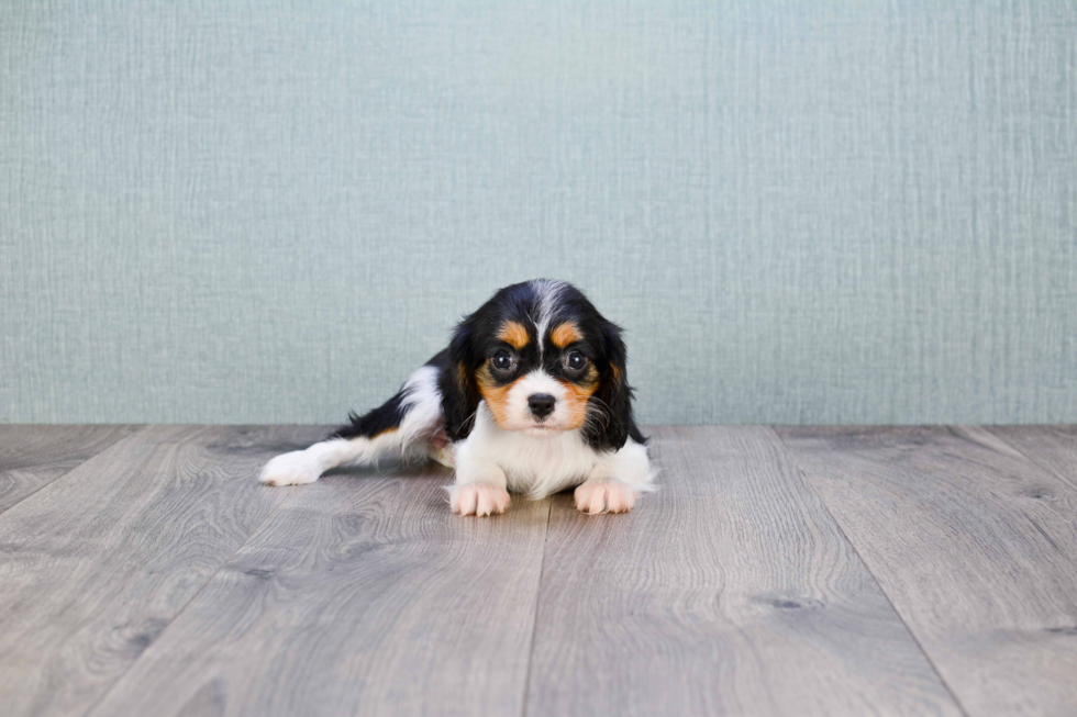 Cavalier King Charles Spaniel Puppy for Adoption