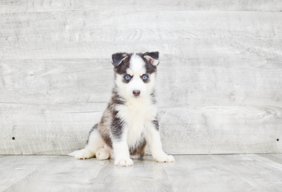 Pomsky Pup Being Cute