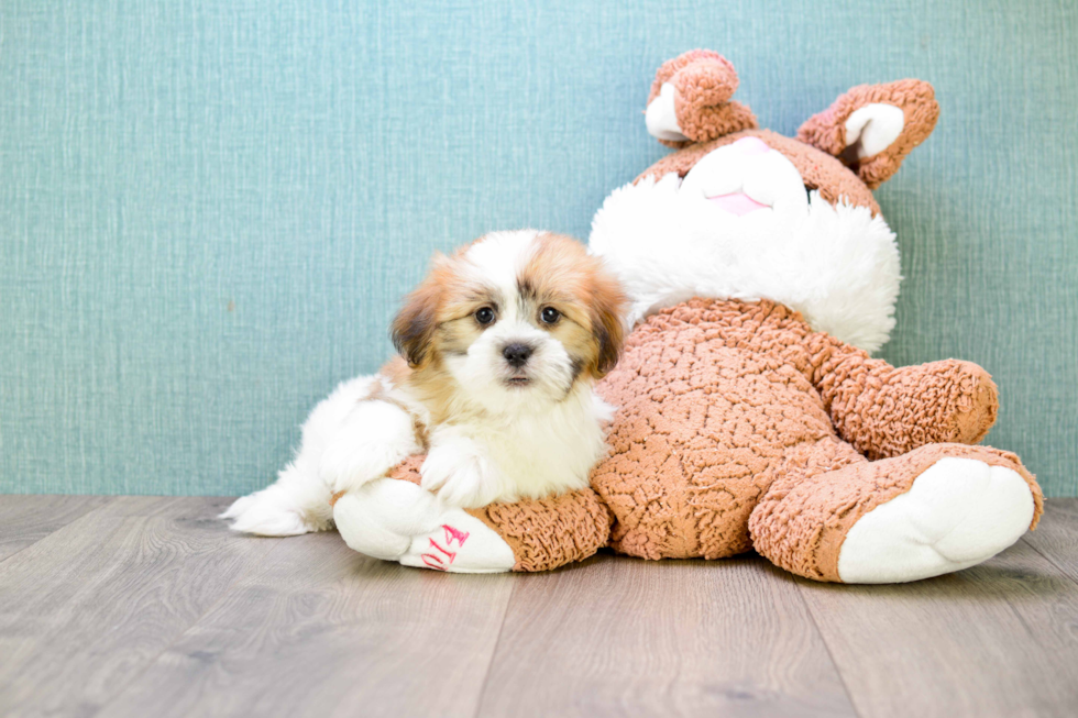 Teddy Bear Pup Being Cute