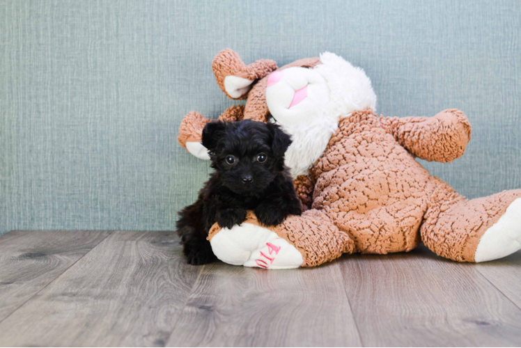 Yorkie Poo Pup Being Cute