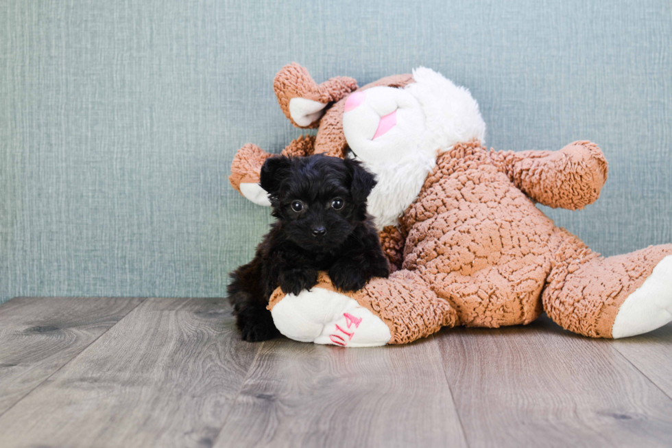 Yorkie Poo Pup Being Cute