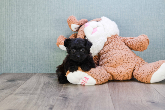 Yorkie Poo Pup Being Cute