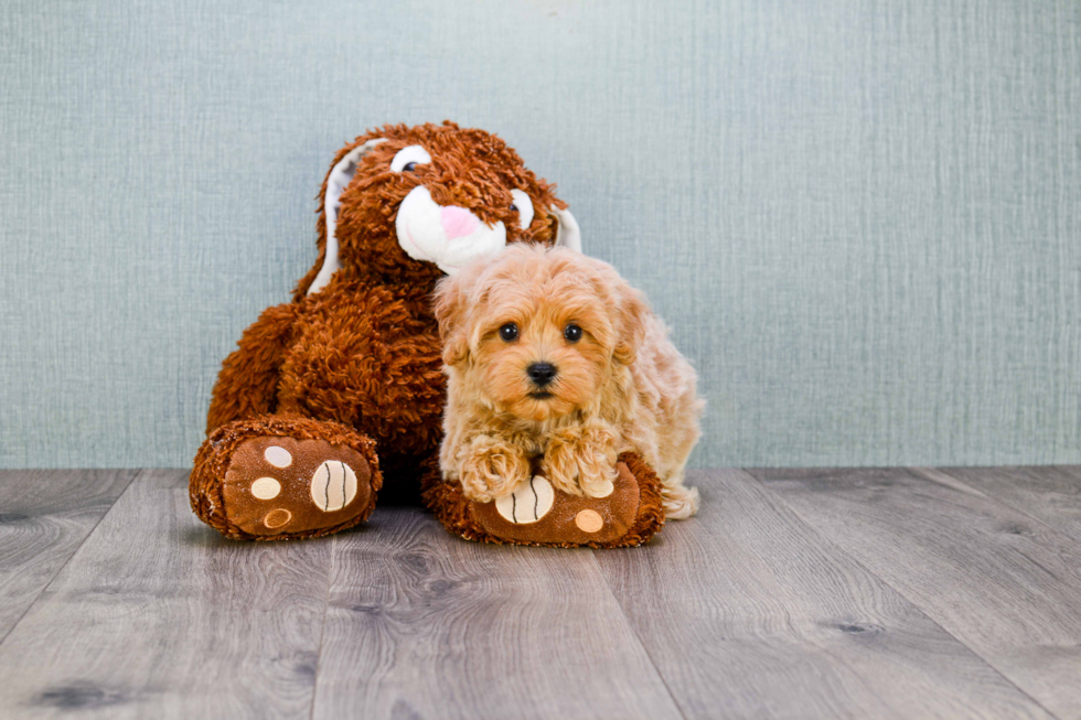 Maltipoo Puppy for Adoption