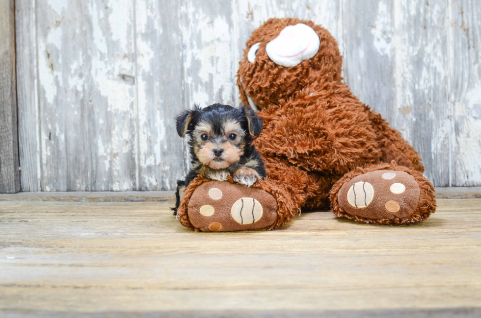 Cute Yorkie Poo Baby