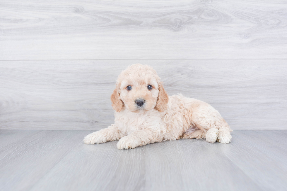 Best Cockapoo Baby