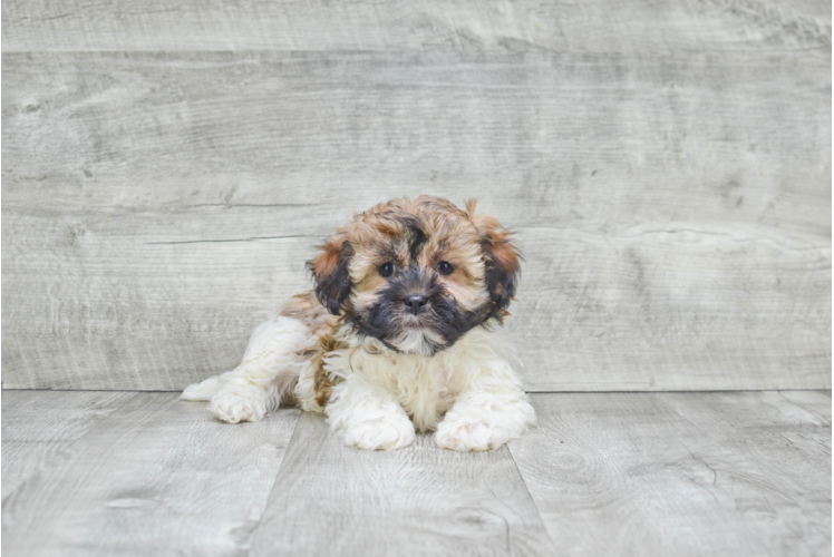 Havanese Puppy for Adoption