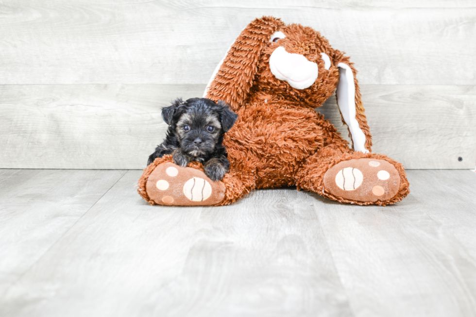 Happy Morkie Baby