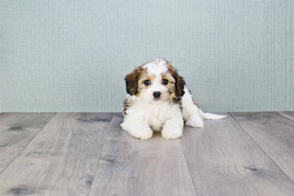 Cavachon Pup Being Cute