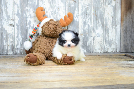 Friendly Pomeranian Baby