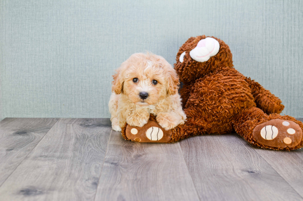 Best Cavapoo Baby