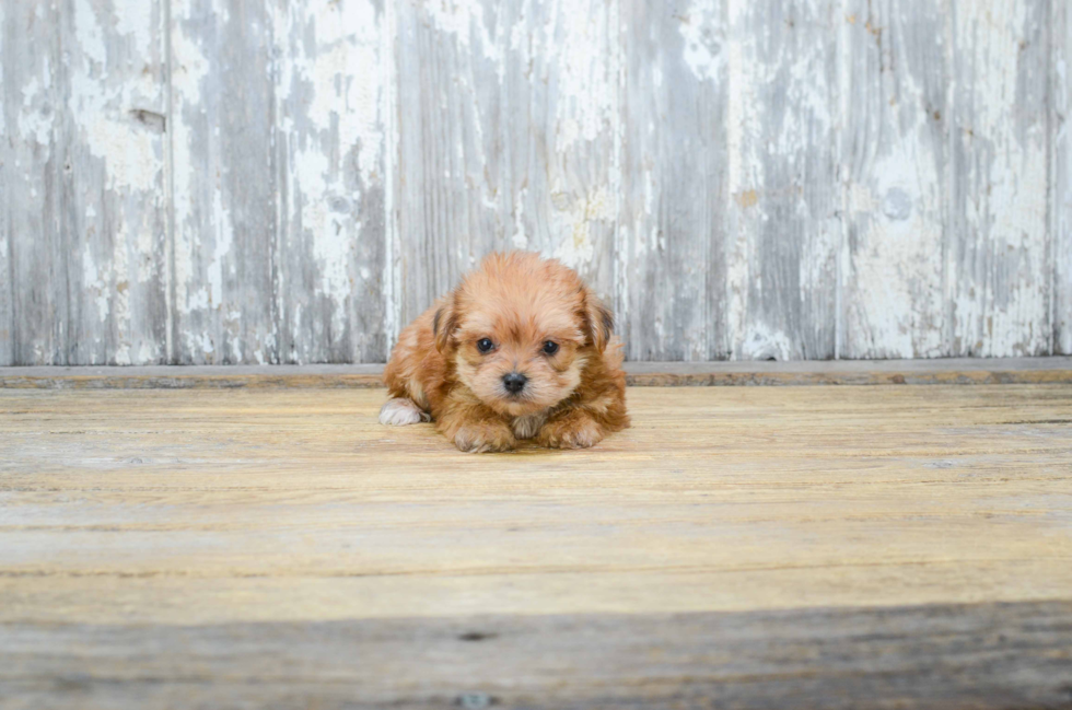 Sweet Morkie Baby