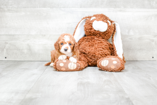 Cavapoo Puppy for Adoption