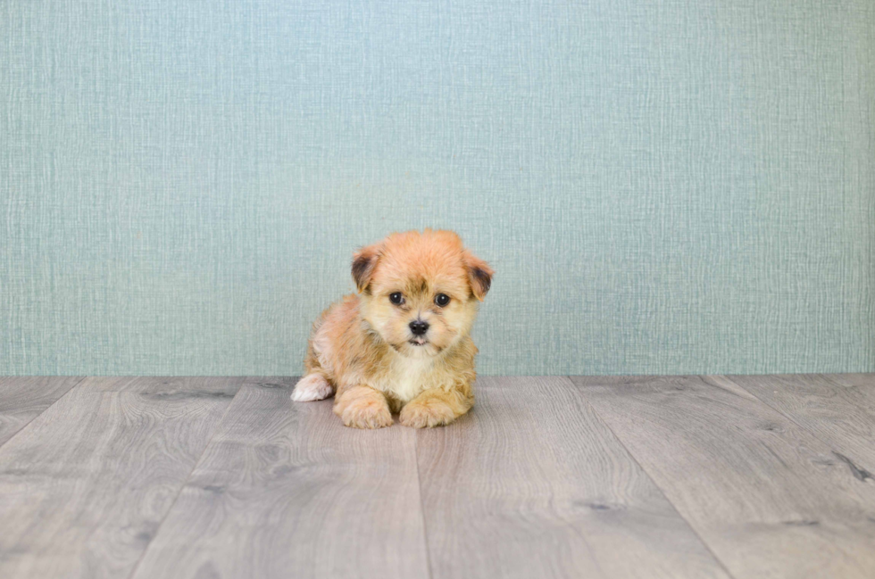 Morkie Pup Being Cute