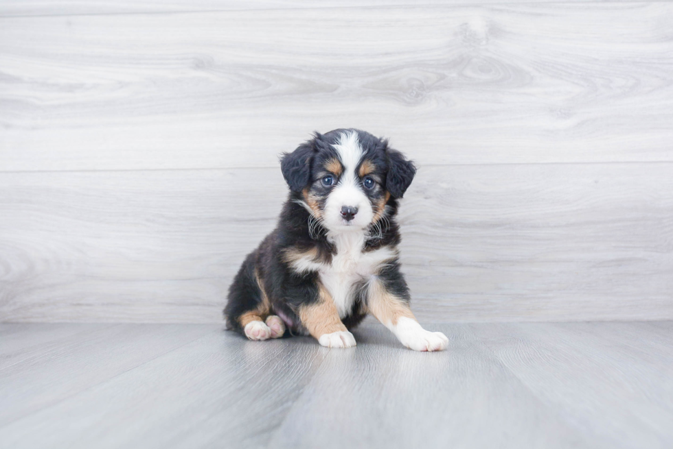 Mini Aussiedoodle Puppy for Adoption