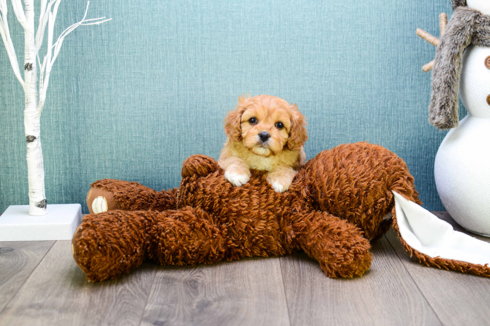 Cavapoo Puppy for Adoption