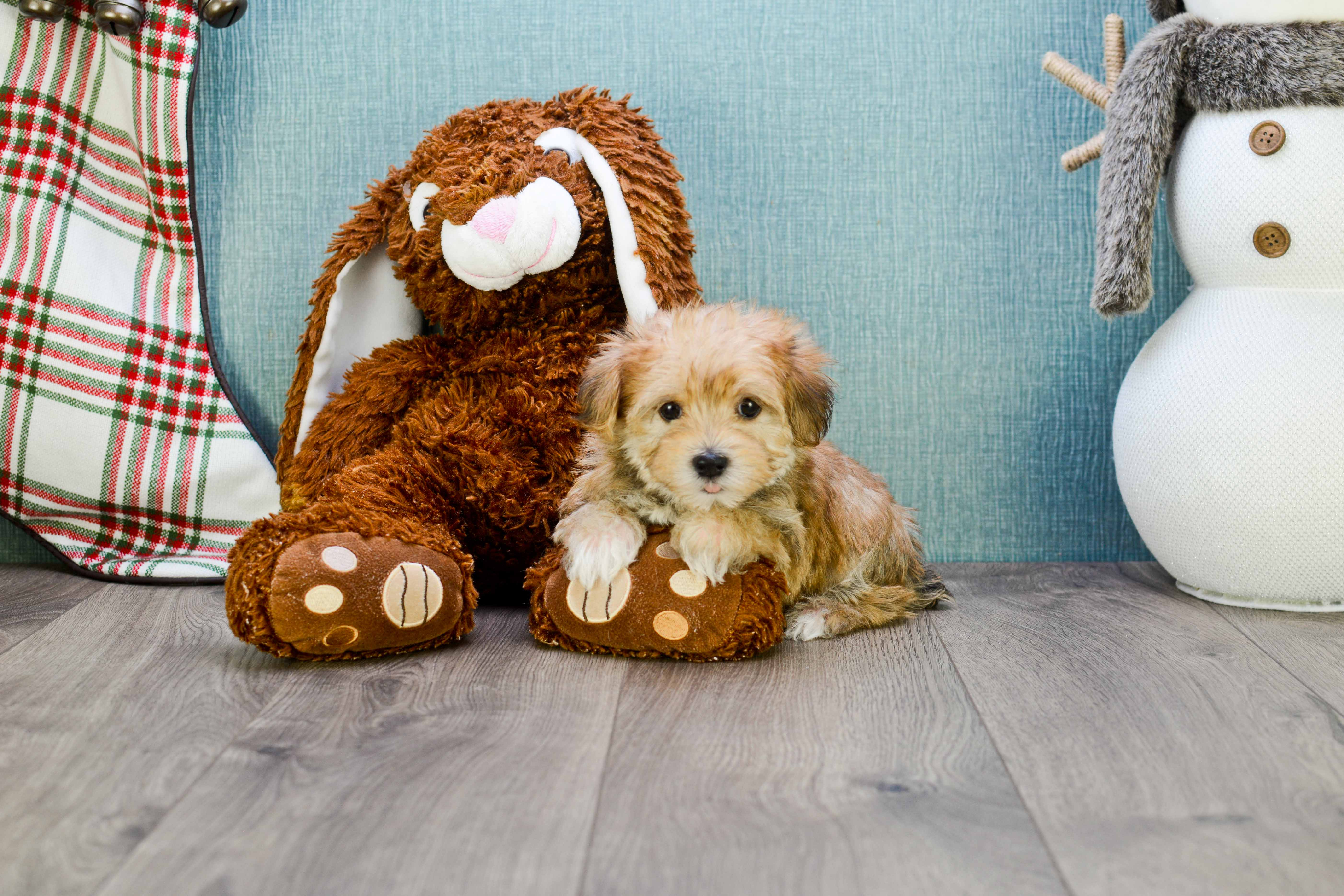 Small Morkie Baby