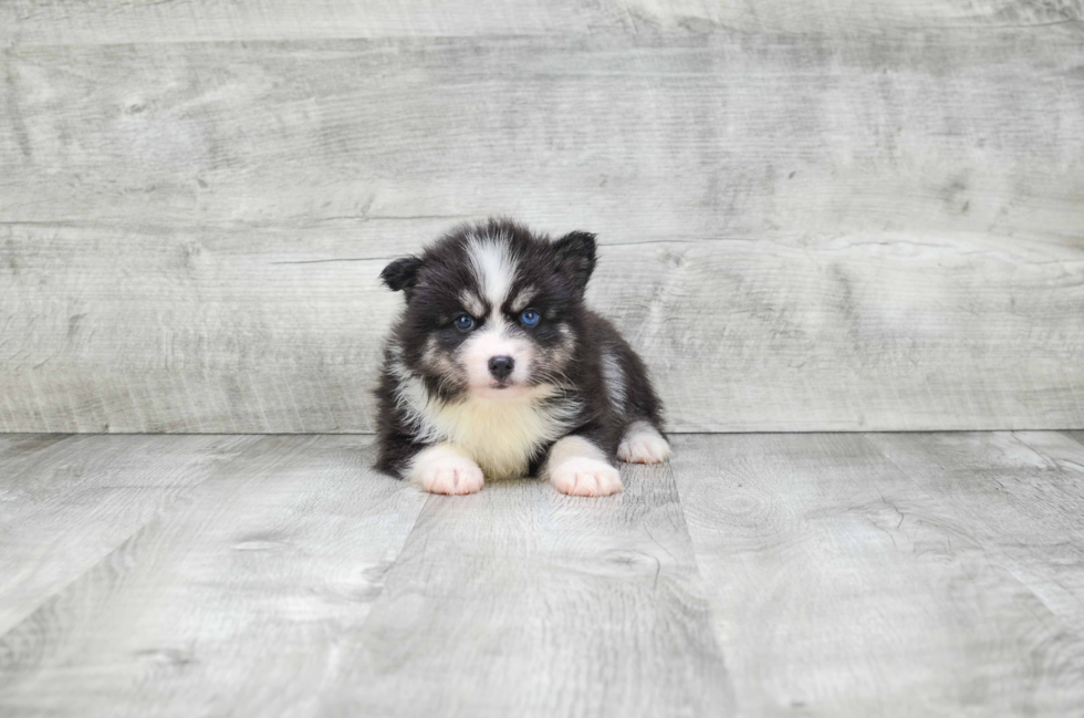 Best Pomsky Baby