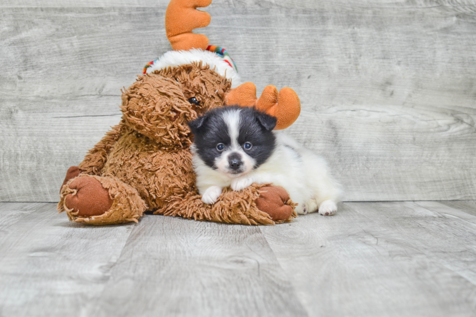 Pomeranian Puppy for Adoption