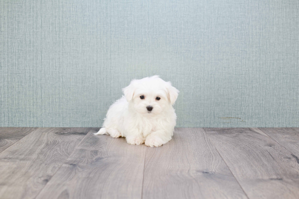 Maltese Pup Being Cute