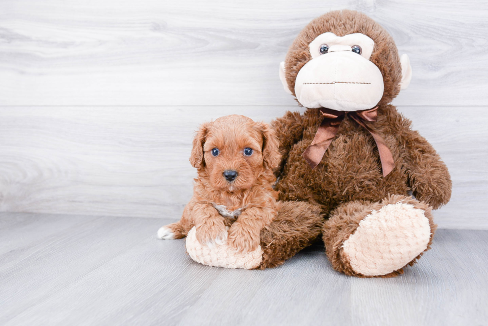 Cavapoo Pup Being Cute