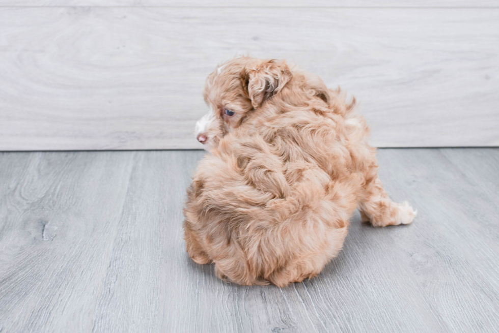 Smart Mini Aussiedoodle Poodle Mix Pup