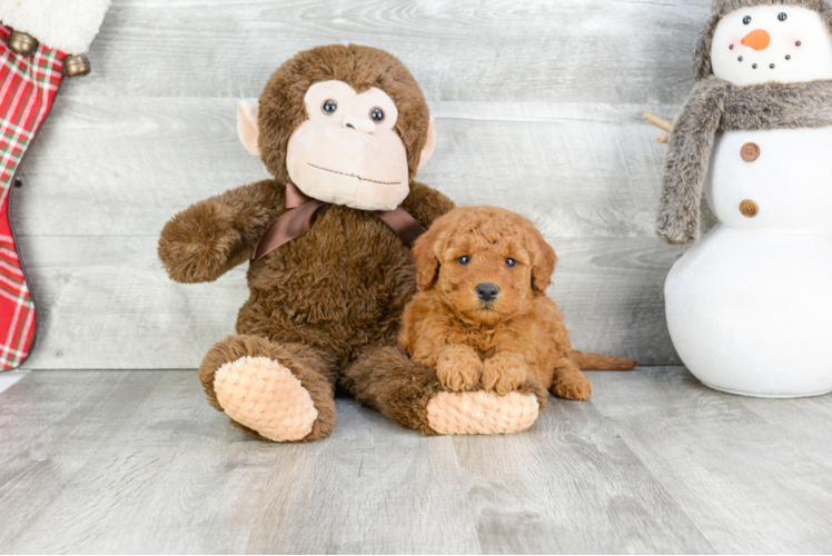 Funny Mini Goldendoodle Poodle Mix Pup