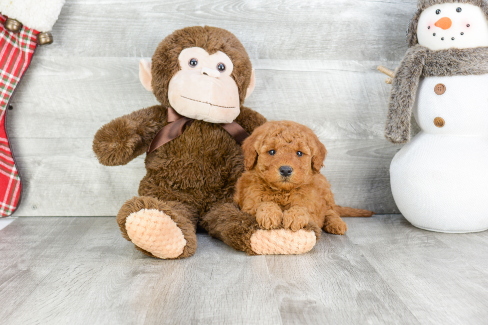 Funny Mini Goldendoodle Poodle Mix Pup