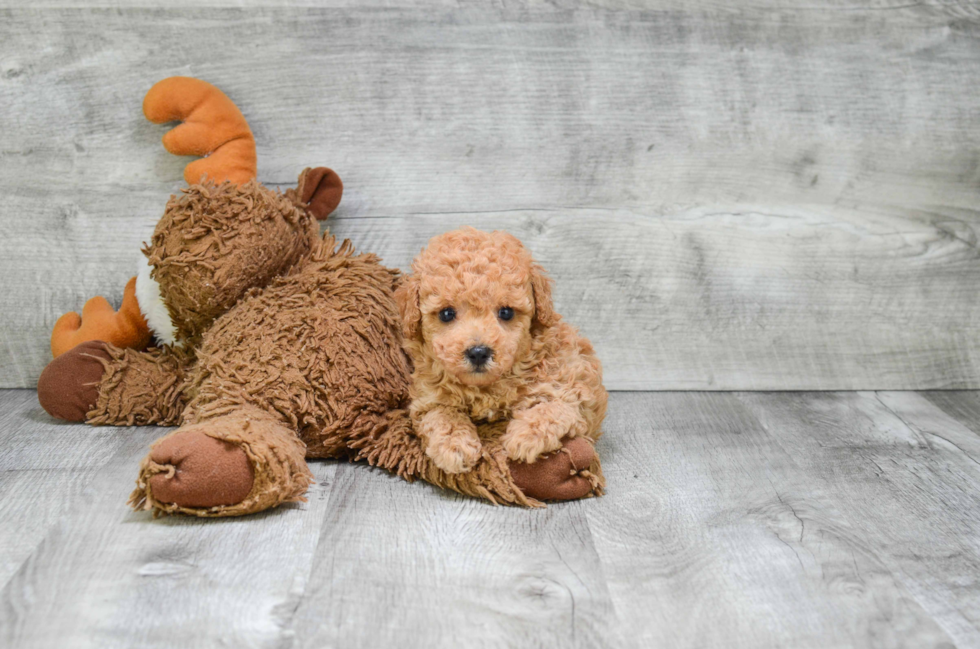 Poodle Puppy for Adoption