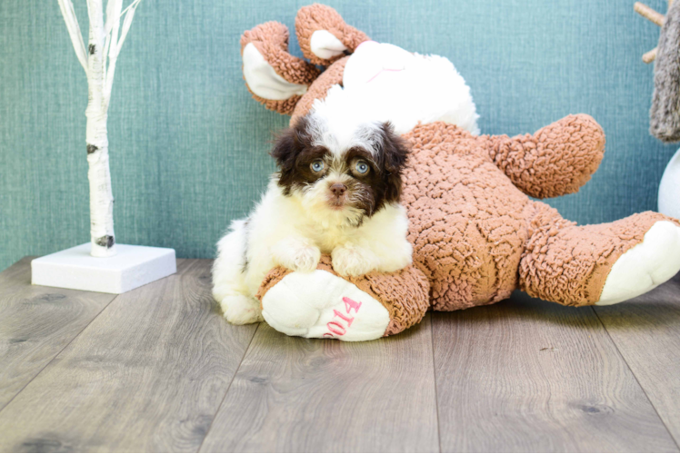 Hypoallergenic Havanese Purebred Pup